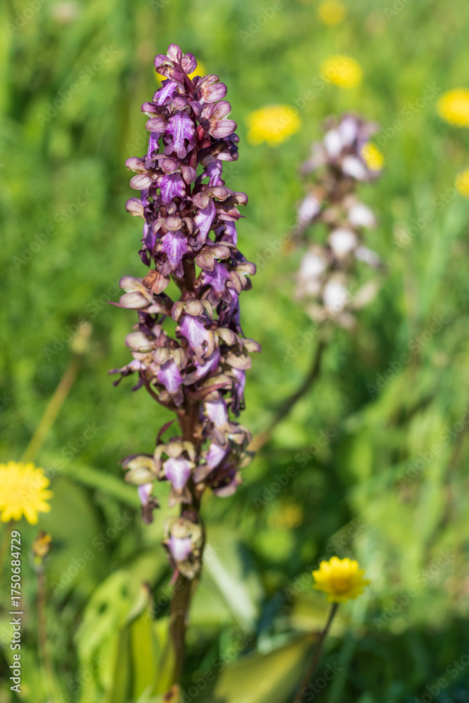 Obraz premium Wild orchid blooms in Cyprus. Giant orchid, Himantoglossum robertianum
