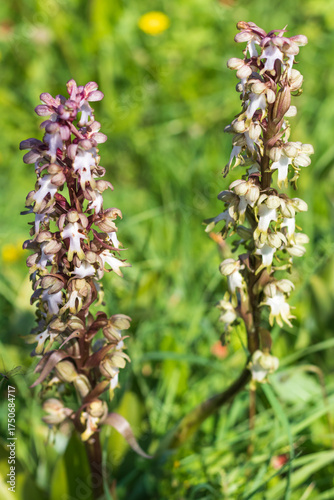 Wild orchid blooms in Cyprus. Giant orchid, Himantoglossum robertianum