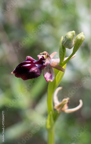 Fragile wild orchid blooms in Cyprus