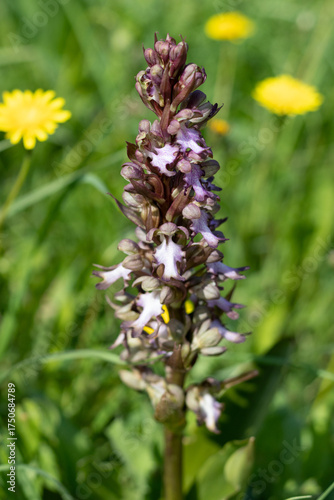 Wild orchid blooms in Cyprus. Giant orchid, Himantoglossum robertianum