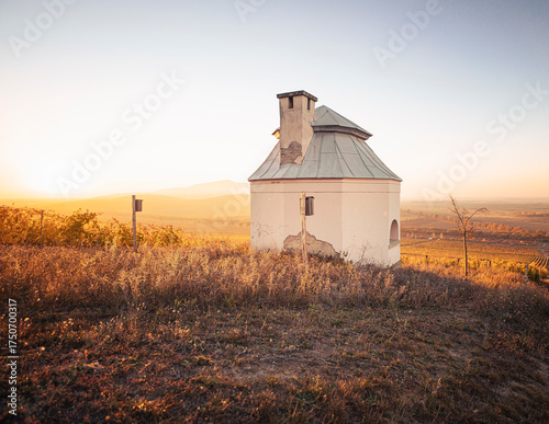 Autumn Vineyard Landscape in Tokaj Wine Region, Hungary