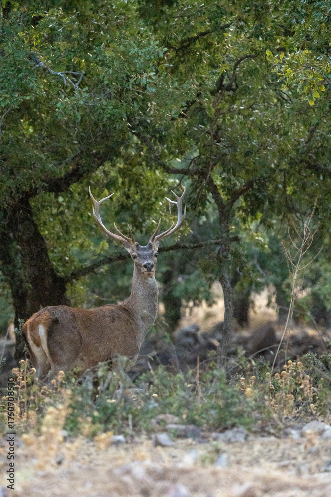 Obraz premium Red deer (Cervus elaphus) photographed in Spain