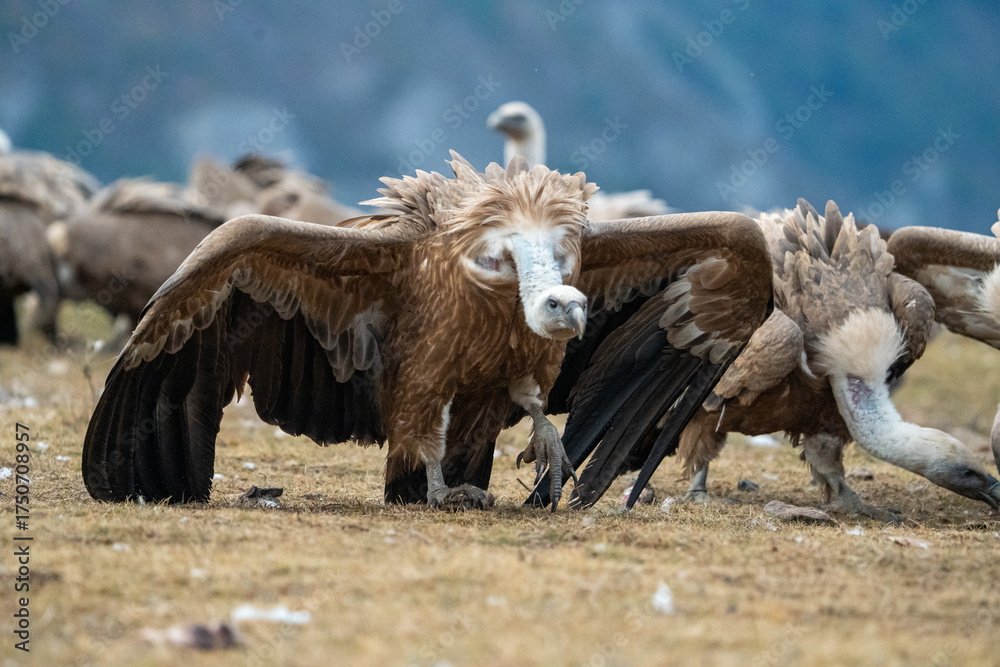 Obraz premium Griffon vulture (Gyps fulvus) photographed in Spain