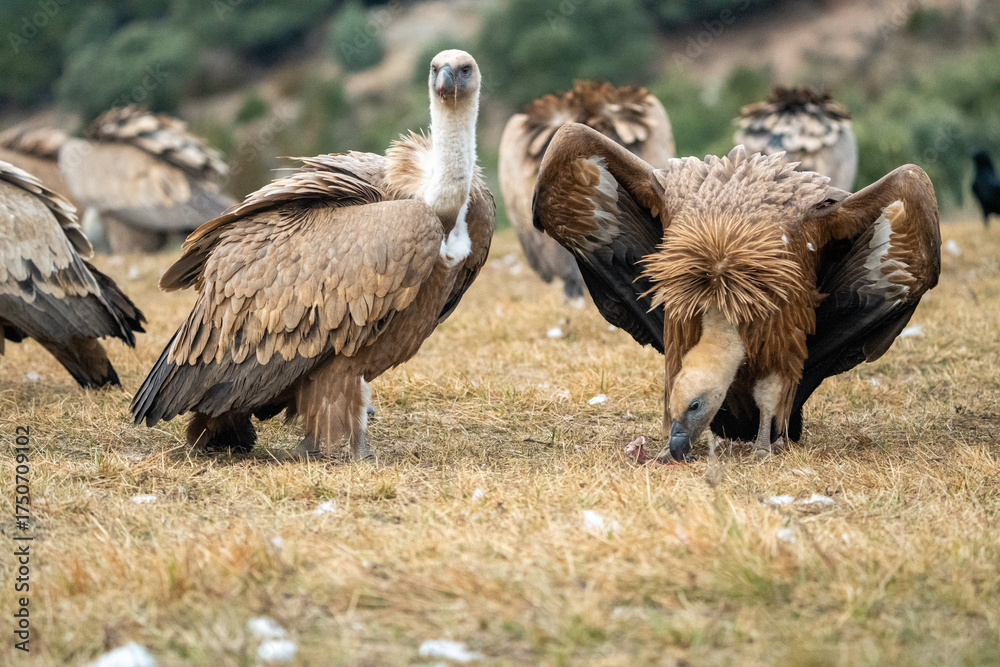 Fototapeta premium Griffon vulture (Gyps fulvus) photographed in Spain