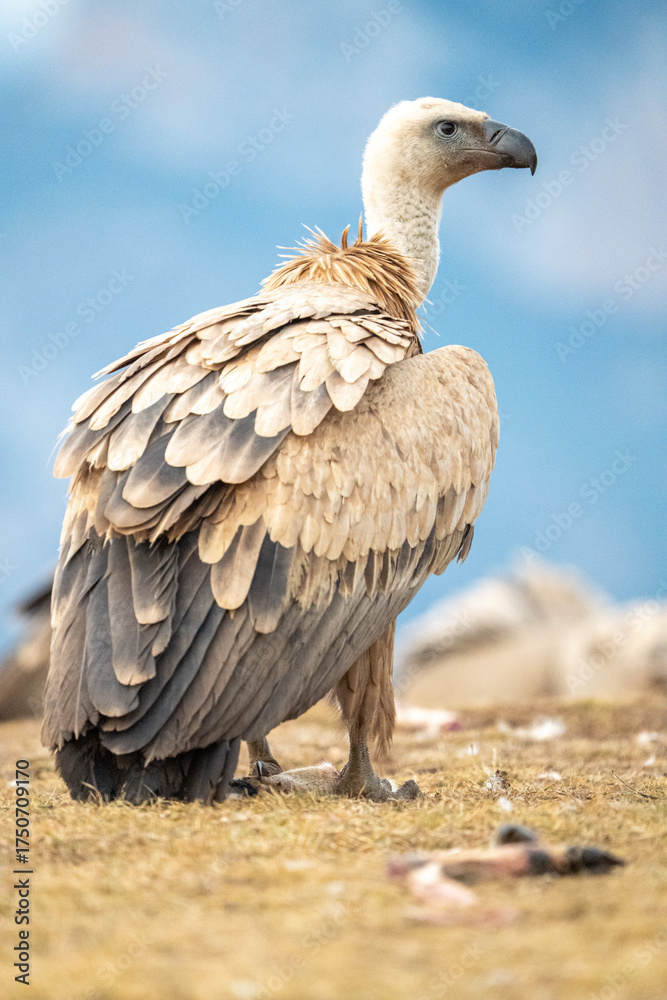 Fototapeta premium Griffon vulture (Gyps fulvus) photographed in Spain