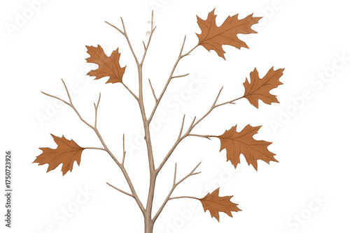 Oak branch with autumn leaves on a transparent background, depicting fall nature and botanical artwork