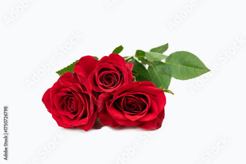 Three red roses. Red rose isolated on white background.
