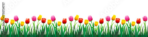 Colorful Tulips Border with Green Grass Illustration