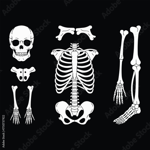 Human skeleton bones illustration with skull ribcage pelvis and limbs anatomy drawing for halloween or t shirt design