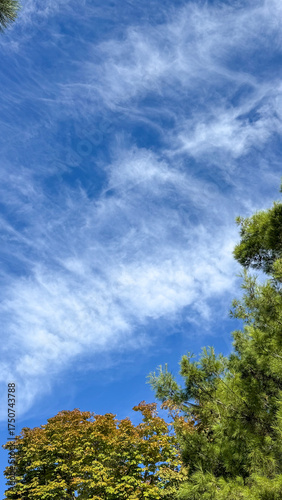 sky and trees