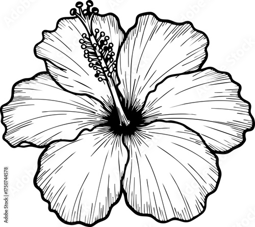 Fotografie Elegant hand-drawn hibiscus flower sketch offers a timeless botanical beauty for design projects seeking natural charm and floral artistry