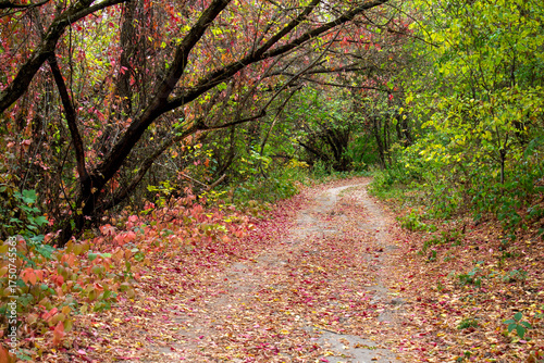 autumn leaves in the forest