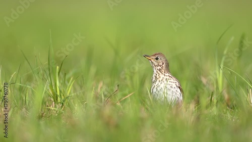 Bird - Song Trush Turdus philomelos on the spring green meadow amazing warm light sunset sundown Poland Europe