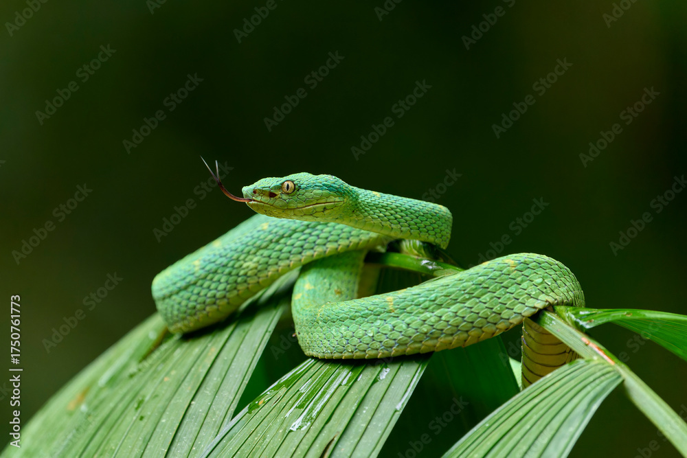 Obraz premium green snake on a branch