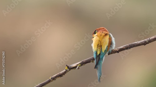 European Bee-Eater Merops apiaster perched on branch near breeding colony. Wildlife scene of Nature in Northern Poland - Europe, summer time