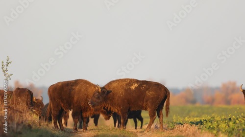 Mammals - wild nature European bison ( Bison bonasus ) Wisent herd standing on the autumn field sundown North Eastern part of Poland, Europe Knyszynska Primeval Forest