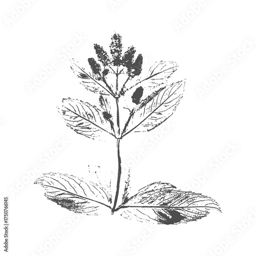 Mint Mentha Piperita imprint stamp plant with inflorescence with flowers in bloom. Silhouette ink on white background. Vector illustration