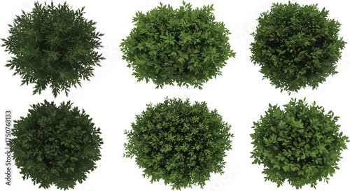 Six realistic top-down views of lush green shrubs and bushes, perfect for garden design, landscaping projects, architectural plans, and nature-themed digital compositions
