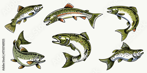 Collection of six detailed illustrations of trout fish in various dynamic poses on a white background
