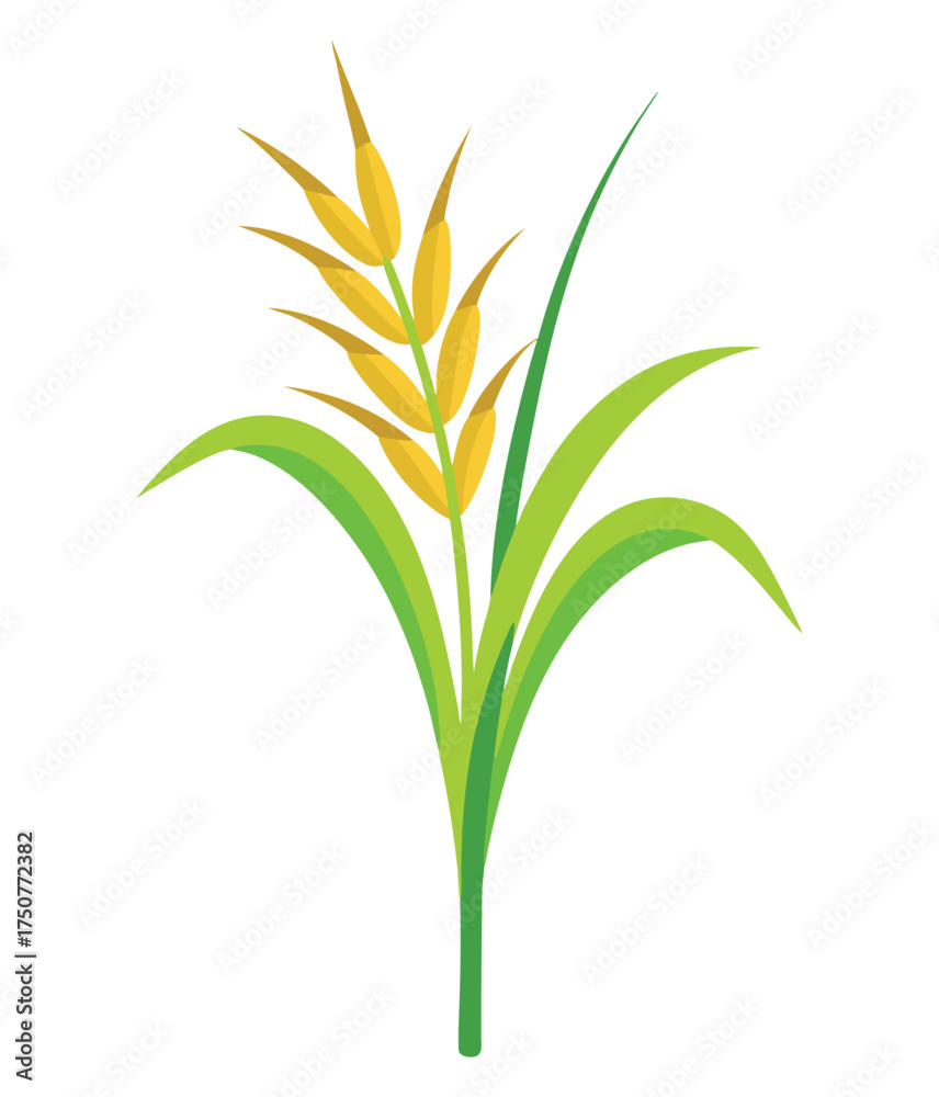Obraz premium Agricultural Rice/Wheat Plant Illustration