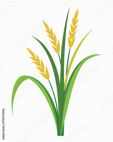 wheat ears isolated on white background