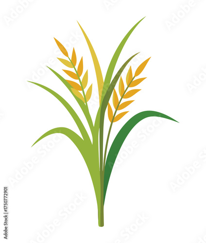 Farm Crop Vector Art – Rice or Wheat Plant