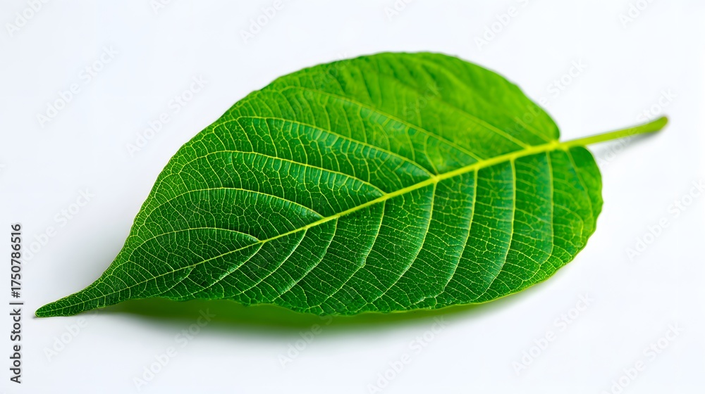 Obraz premium Vivid green leaf with intricate vein patterns rests on a white background.