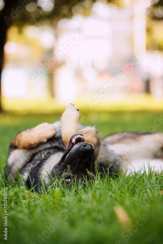 Happy working gray german shepherd dog playing and rolling  in the grass