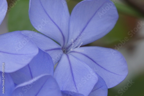 Bilde på lerret Flor azul de plumbago en primer plano con fondo desenfocado