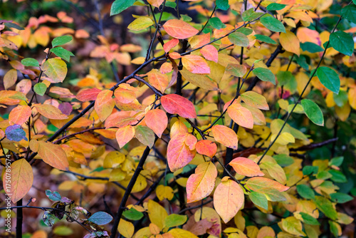 Branches with autumn leaves on a cloudy day