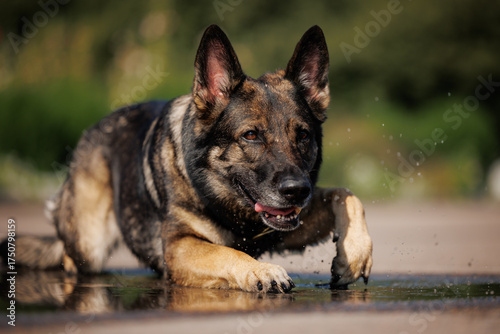 Working gray german shepherd dog crawling through a puddle