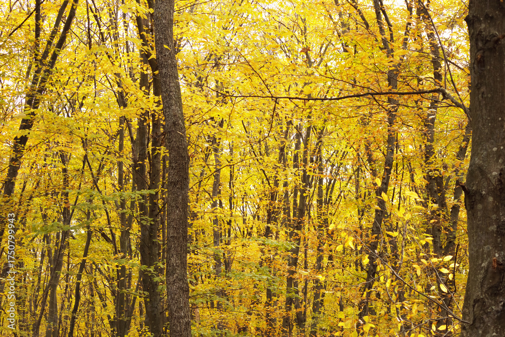 Obraz premium Scenic autumn forest with trees covered in golden yellow leaves. Bright fall foliage creating a natural seasonal background.