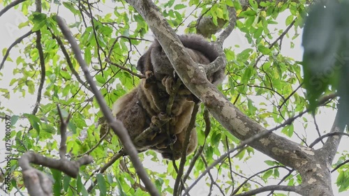 Multiple brown lemurs huddled up against inclement weather.