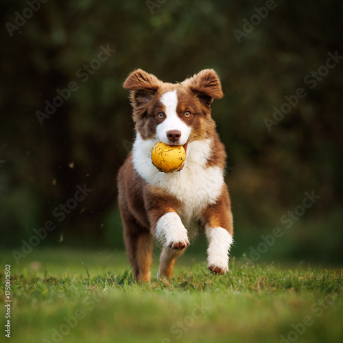 Little chocolate and white mini australian shepherd (aussie) running with a yellow ball