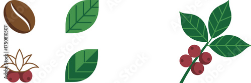 Coffee Plant Elements Including Bean, Leaves, and Berries leaf berry