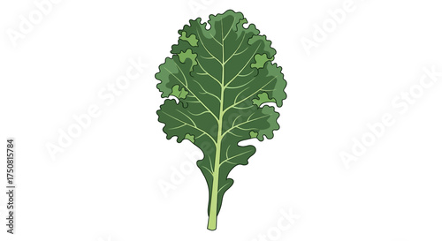 A single green kale leaf with a white background.