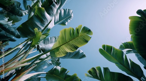 Palm leaves in tropical sunlight sky view
