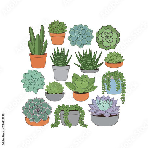 Collection of Various Succulent Plants in Pots.