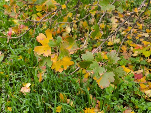yellow maple leaves