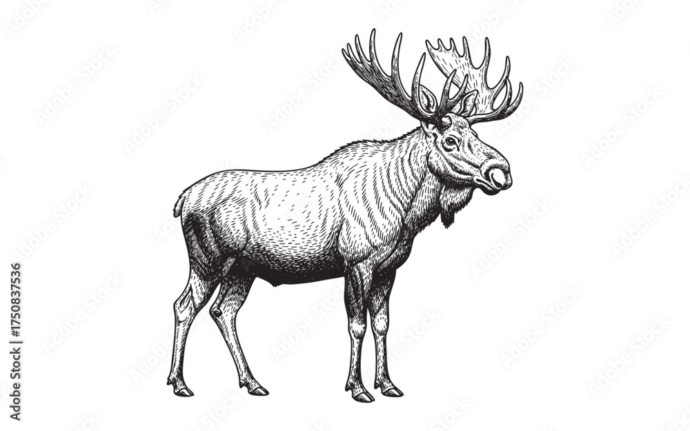 Fototapeta premium large male moose with massive antlers