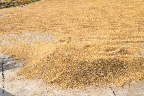 Harvesting rice in the threshing ground in autumn