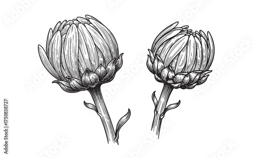 chrysanthemum or aster flower buds on a stem