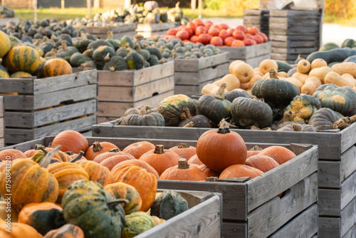 A wide variety of pumpkins and winter squash, including orange and butternut, filling large wooden bins. Fresh organic produce from the autumn harvest for sale at a farmers market for Thanksgiving.