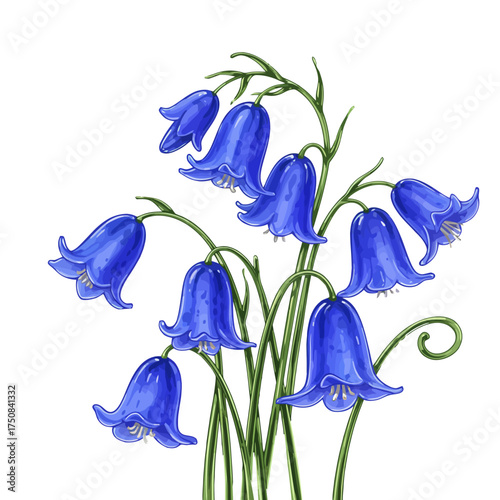 Cluster of bluebells with delicate petals on green stems, vector illustration. Flora, spring and summer blooming, outdoors. Mother's day and Women's International Day