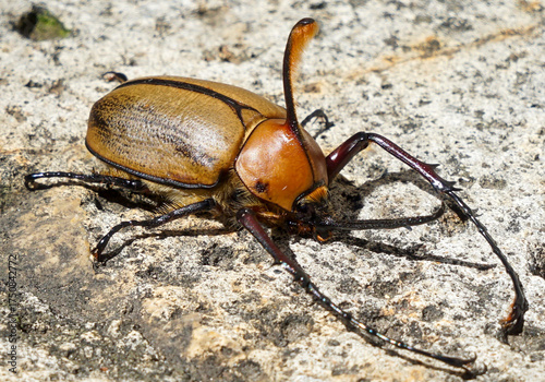 Golofa porteri beetle from Ecuador.