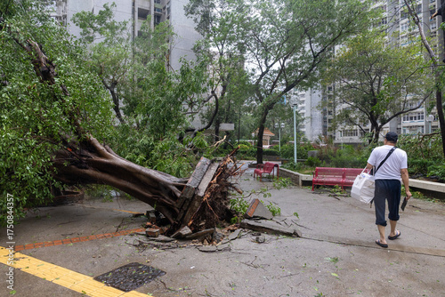 2025 Oct 6,Hong Kong. After the typhoon, trees fell in the residential area