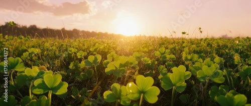 A stunning video of a field full of lucky four-leaf clovers swaying in the breeze at sunset. A perfect, serene background symbolizing luck and nature's magic.