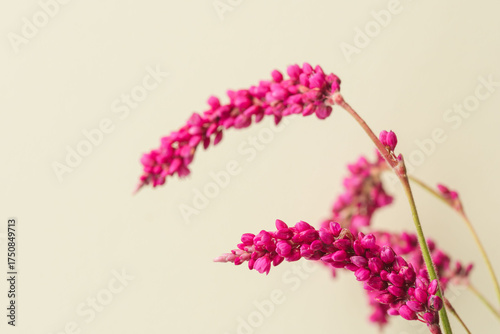 オオケタデのピンク色の花をベージュ背景で撮影19