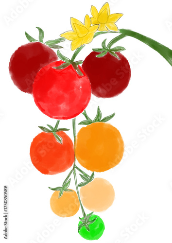 tomato and tomatoes