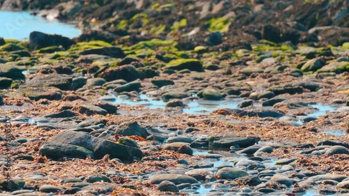 Ringed plover birds, Charadrius hiaticula, feeding on low tide 